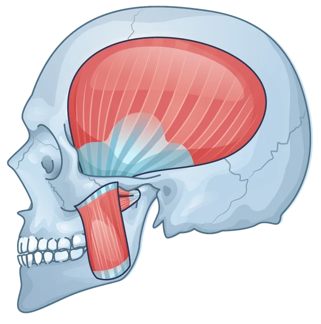 Illustration of a skull from the side, with the temporalis and masseter muscles in red.